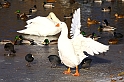 Maschseeimpressionen  015